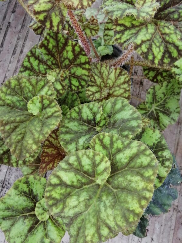 Begonia Cowardly Lion, foto 5