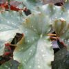 Begonia Crackin Rosie, pianta da interno