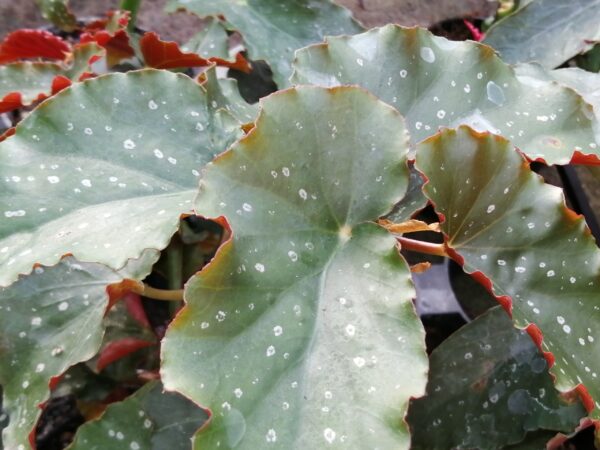 Begonia Crackin Rosie, pianta da interno