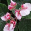 Begonia Credneri, pianta da interno