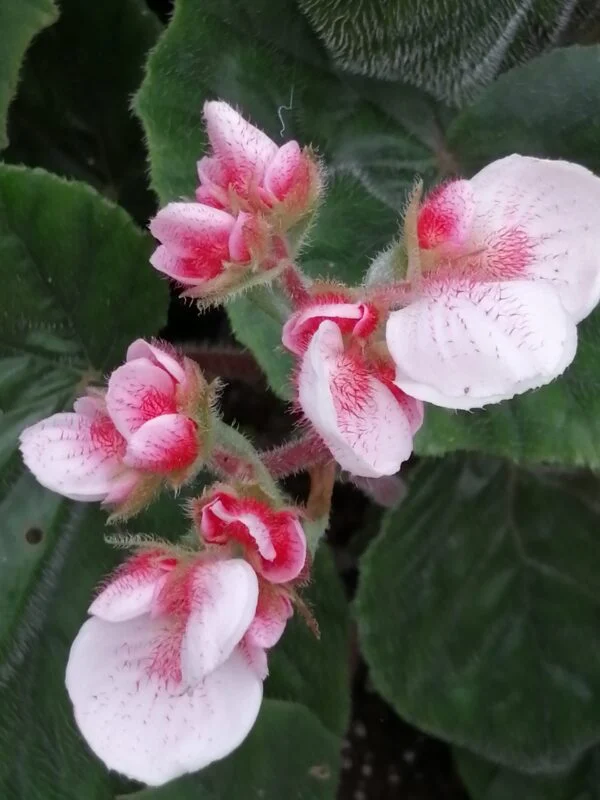 Begonia Credneri, pianta da interno