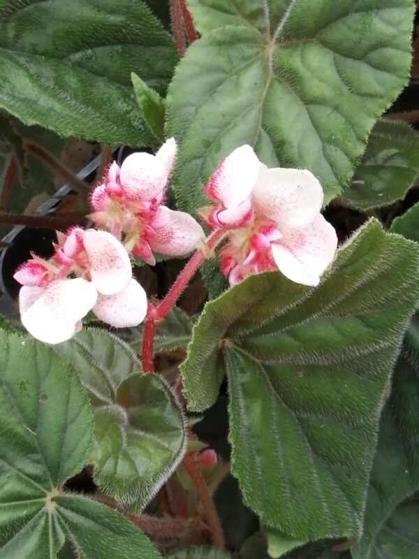 Begonia Credneri, foto 2