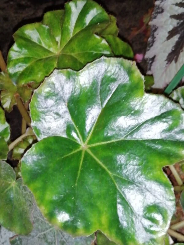 Begonia cryptophylla, foto 2
