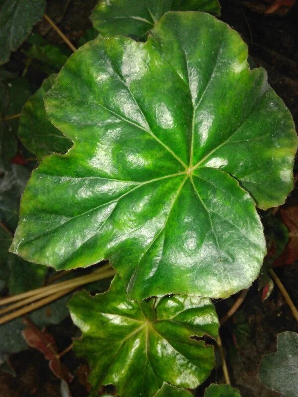 Begonia cryptophylla, foto 4