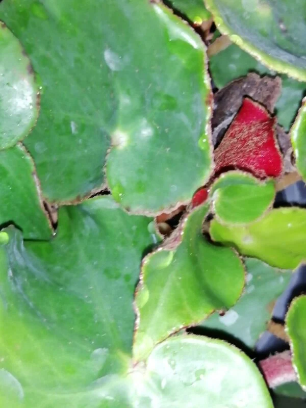 Begonia cyathophora Poeppig & Endlicher, foto 3