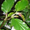 Begonia guaduensis, sin. B. serratifolia, pianta da interno
