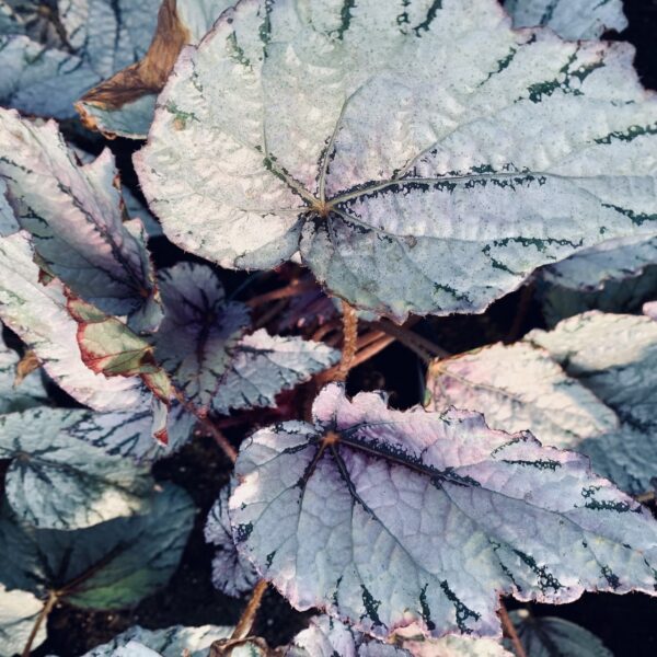 Begonia Odiss, foto 9