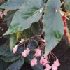 Begonia Dawnal Meyer, pianta da interno