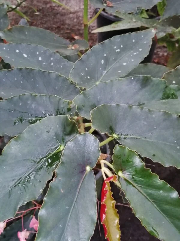 Begonia Dawnal Meyer, foto 2