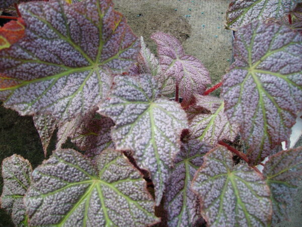 Begonia 'De Elegans', foto 2