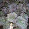 Begonia 'De Elegans', pianta da interno