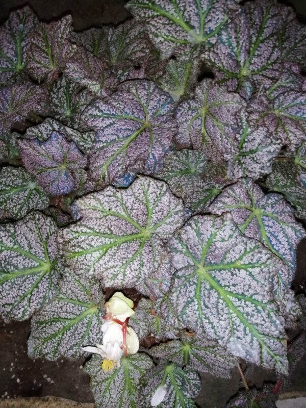 Begonia 'De Elegans', pianta da interno