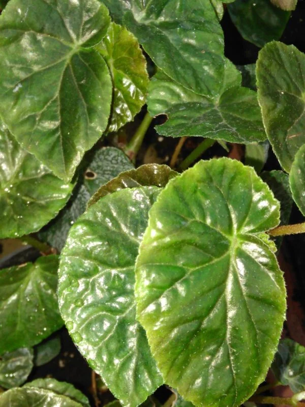 Begonia decandra, pianta da interno