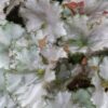 Begonia Dejah Thoris, pianta da interno