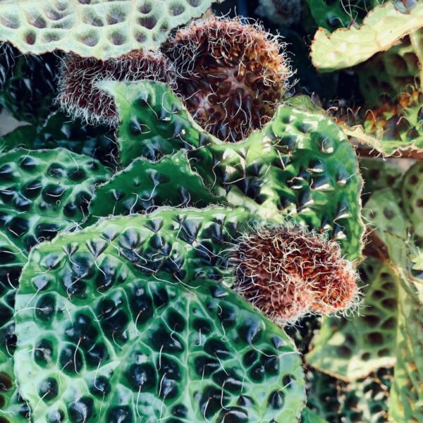 Begonia melanobullata, pianta da interno