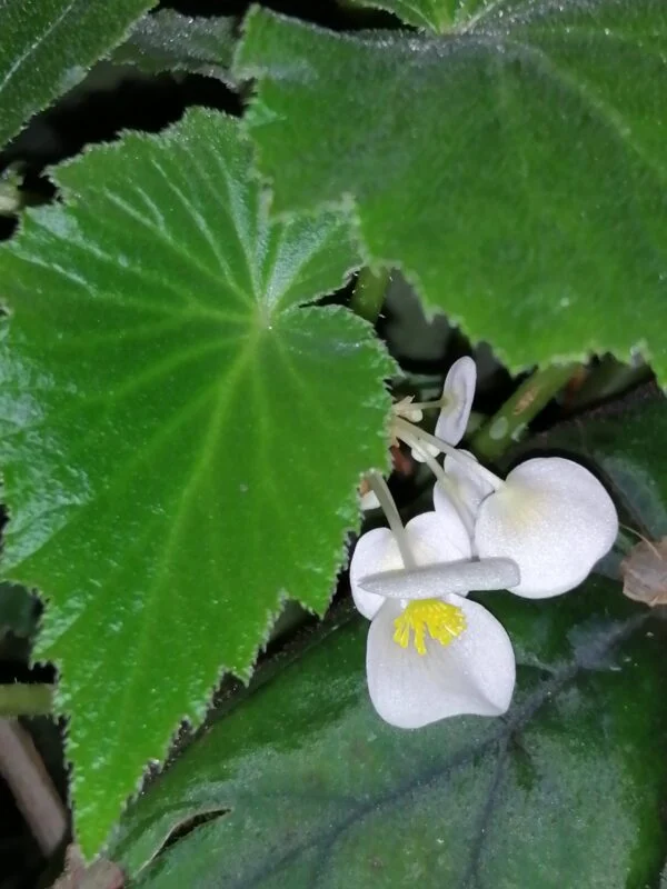 Begonia dipetala Graham, foto 2