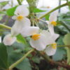 Begonia dipetala Graham, pianta da interno