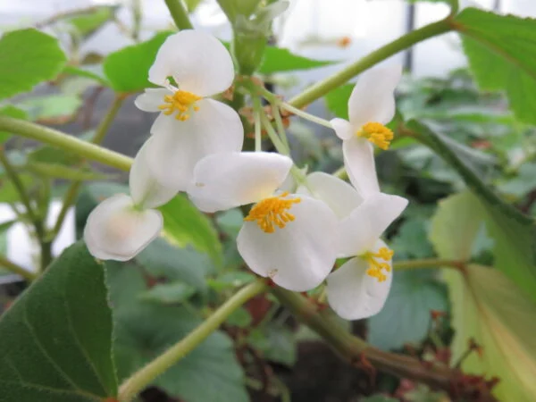 Begonia dipetala Graham, pianta da interno