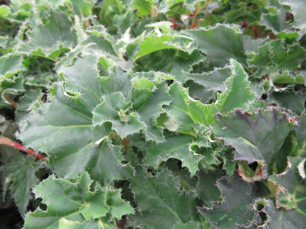 Begonia 'Dr Spelios', pianta da interno