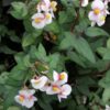Begonia dregei Tripartita, pianta da interno