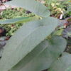 Begonia egregia N.E, Brown, pianta da interno
