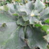 Begonia 'Eleonora Garlant', pianta da interno