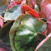 Begonia Erythrophylla, pianta da interno