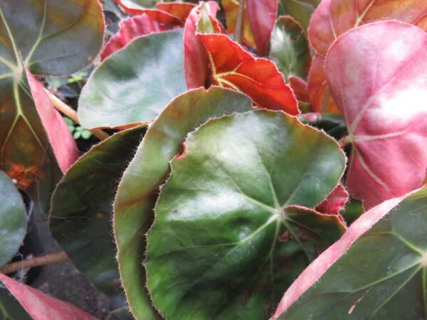 Begonia Erythrophylla, pianta da interno