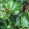 Begonia Erythrophylla Bunchii, pianta da interno