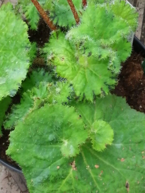 Begonia Erythrophylla Bunchii, foto 2