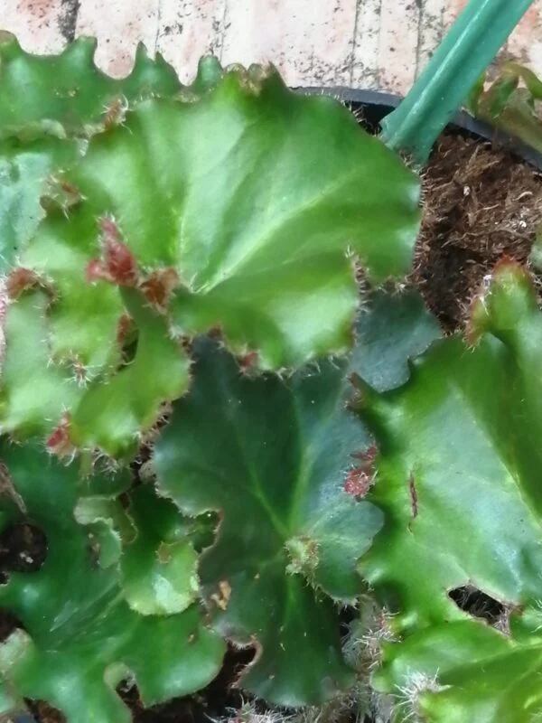 Begonia Erythrophylla Bunchii, pianta da interno