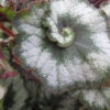 Begonia 'Escargot', pianta da interno