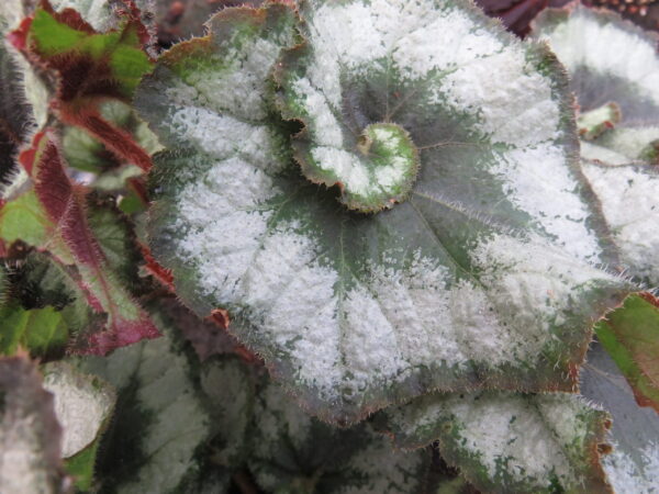 Begonia 'Escargot', pianta da interno