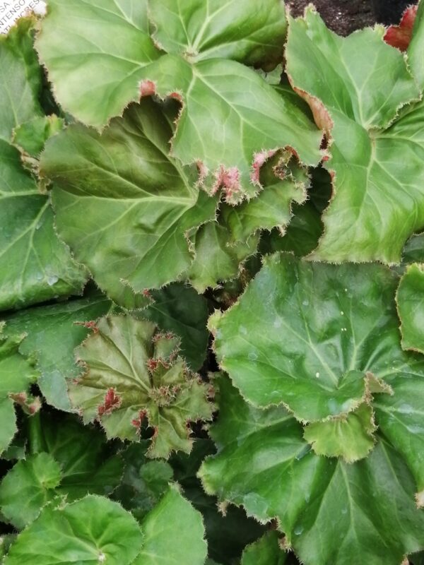 Begonia Eunice Gray, foto 2