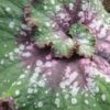 Begonia Casey Corbin, pianta da interno