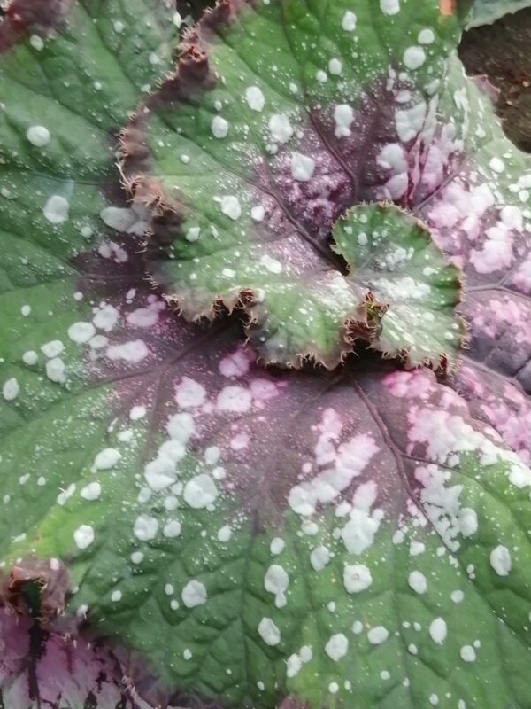 Begonia Casey Corbin, pianta da interno