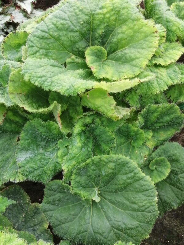 Begonia Eunice Gray, foto 5