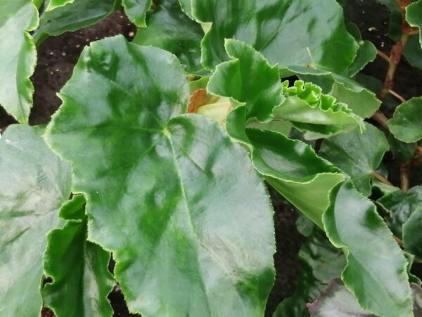 Begonia Eunice Gray, pianta da interno