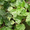 Begonia fagifolia, pianta da interno