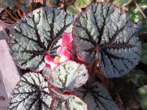 Begonia 'Fedor', sin. Begonia 'Santos', pianta da interno