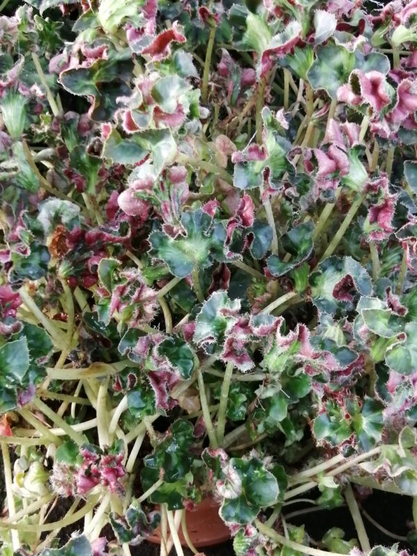Begonia Fiji Island, foto 2