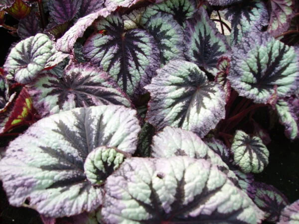 Begonia Fireworks, foto 5