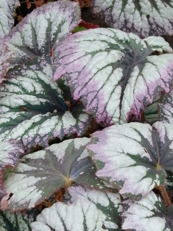 Begonia Fireworks, foto 2
