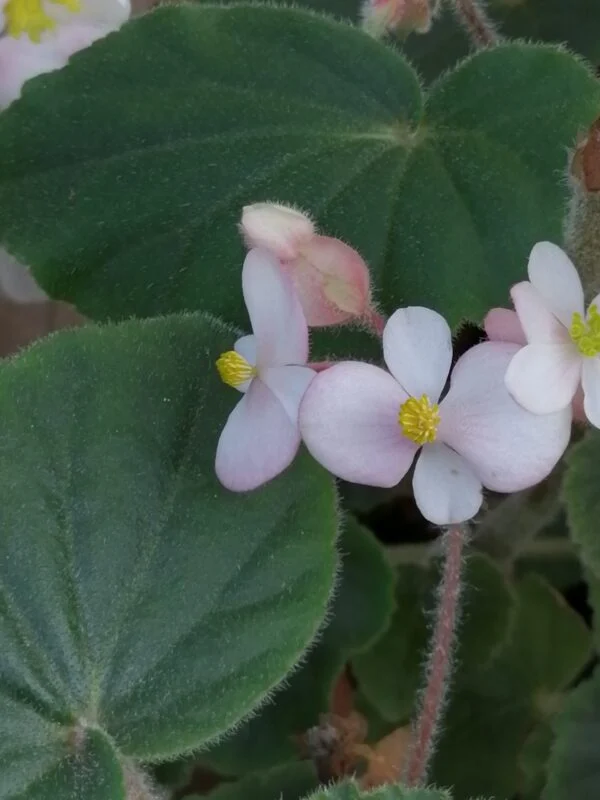 Begonia fischeri var. palustris, foto 2