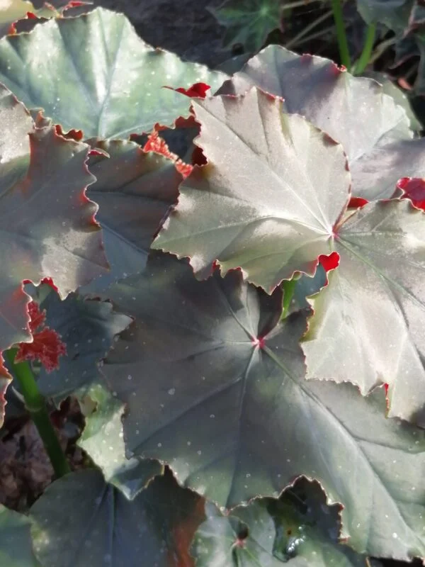 Begonia Flo Belle Moseley, foto 2