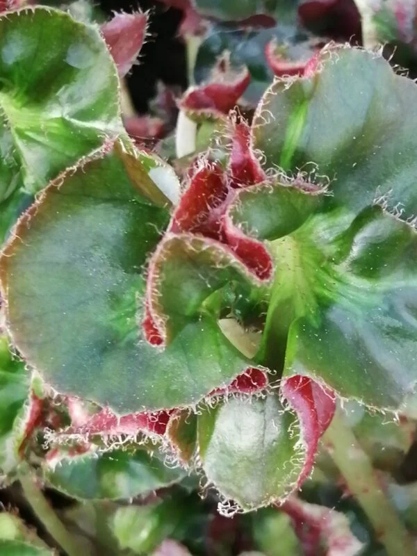 Begonia Flo Belle Moseley, foto 4