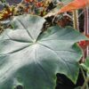 Begonia Flo Belle Moseley, foto 5