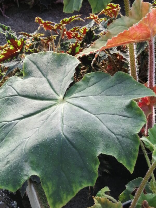 Begonia Flo Belle Moseley, foto 5