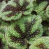 Begonia Flo Belle Moseley, foto 6
