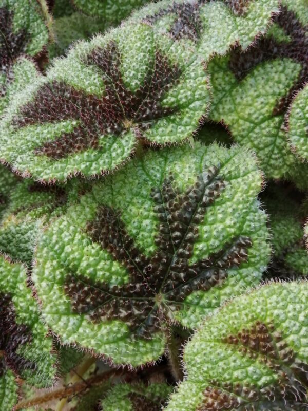 Begonia Flo Belle Moseley, foto 6